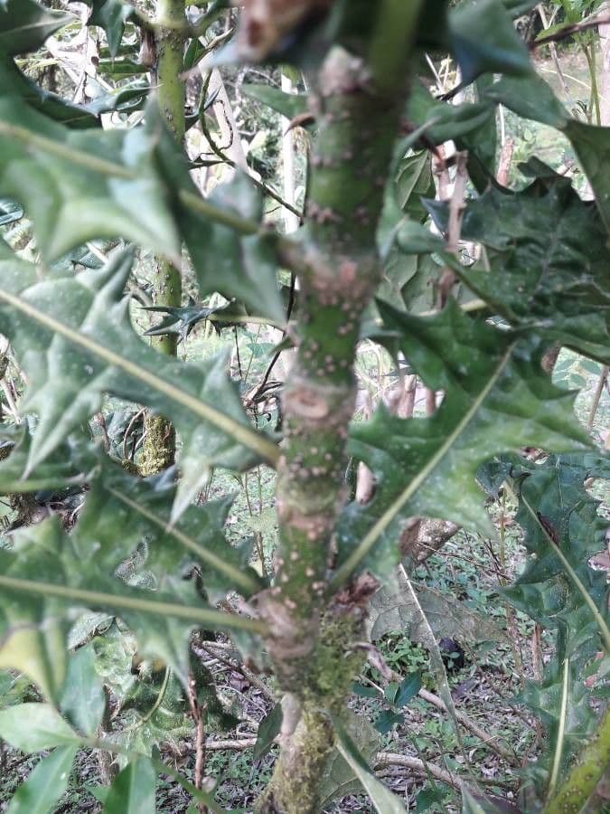 Acantho spinoso 21