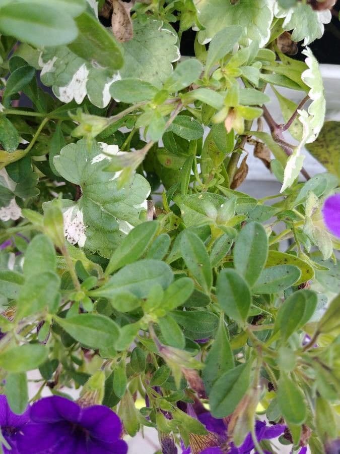 Kleinblütige Kalibrachoa 13