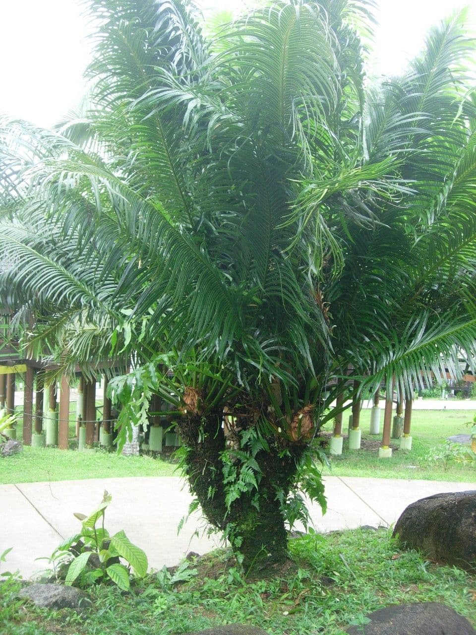 Palma olejná 12