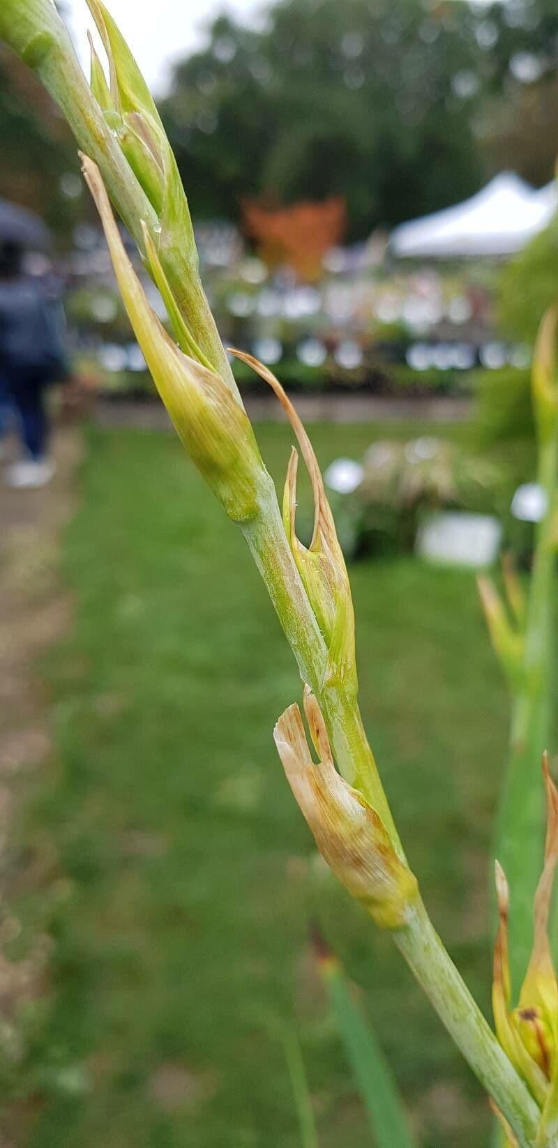 Hesperantha