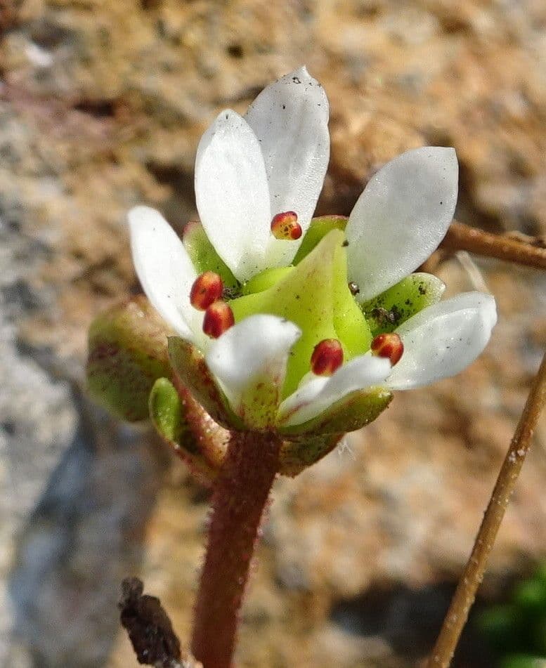 Micranthes tolmiei