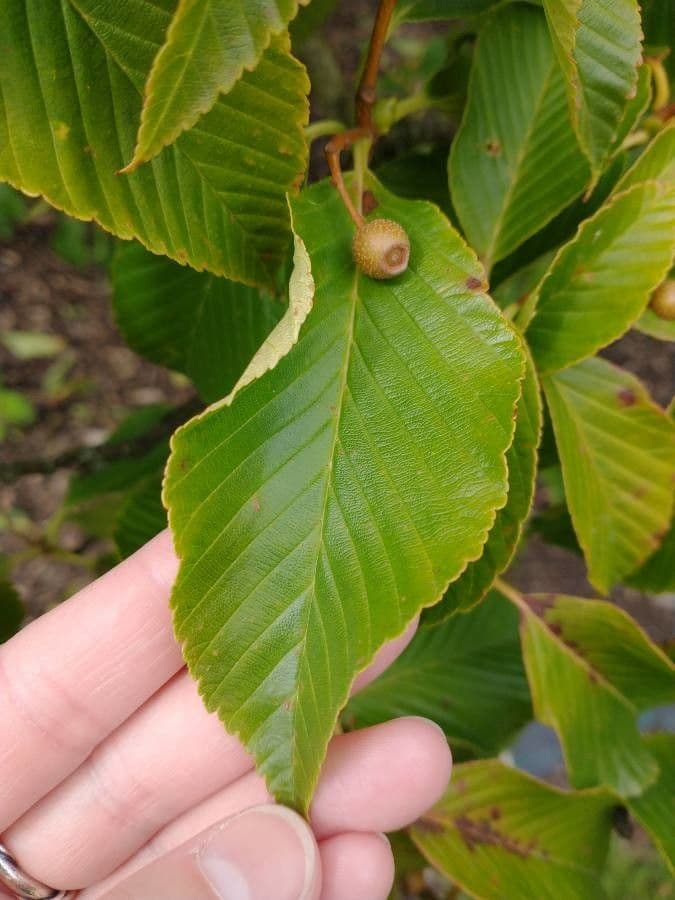 Thomsonaria kalonevrová 14