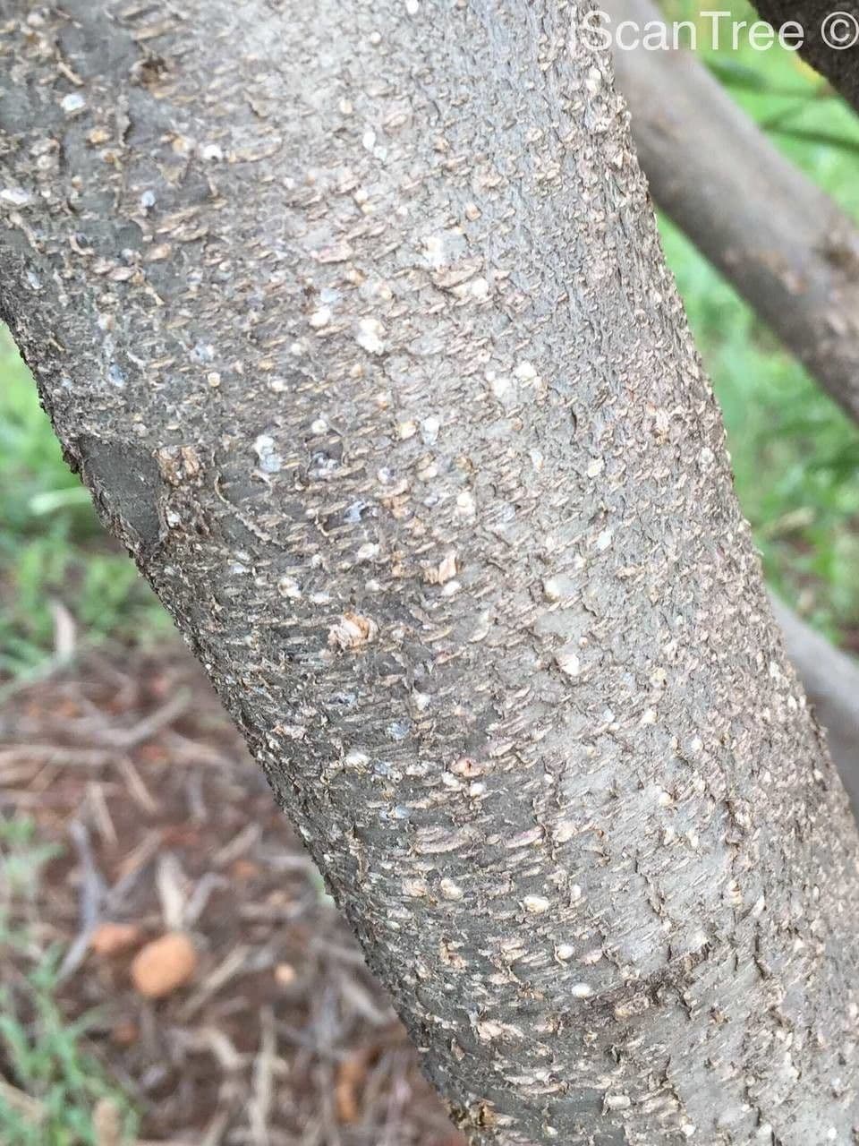Freylinia 17
