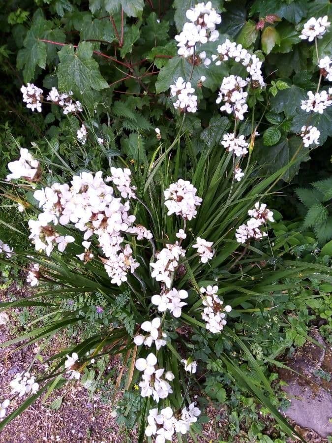 Libertia 5