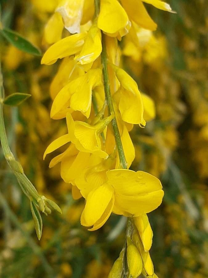 Ginestra 7