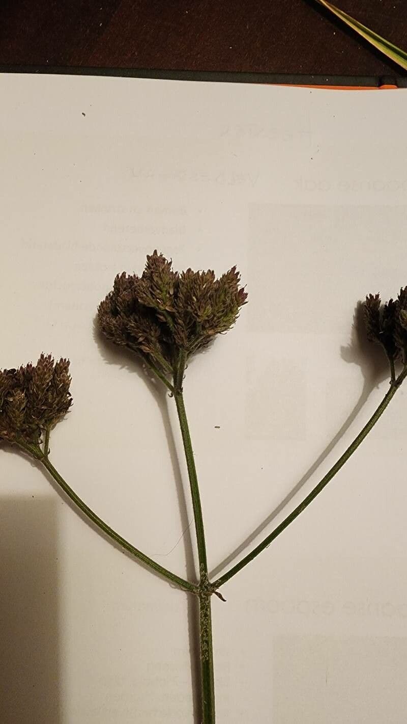 Fuirena pubescens 6