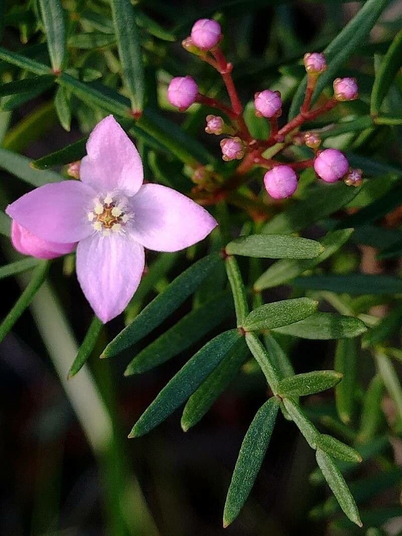 Boronia pennata 4