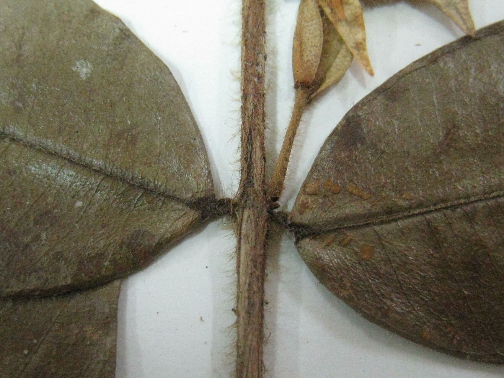 Myrcia bracteata 4