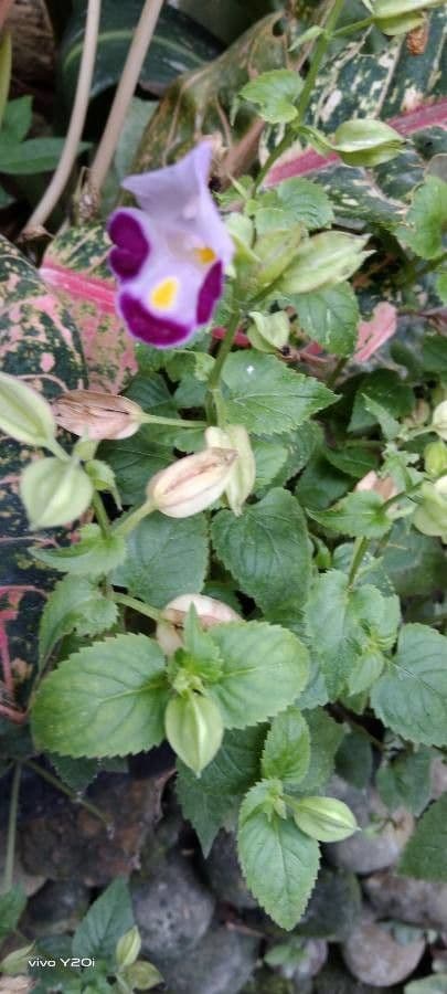 Torenia 13