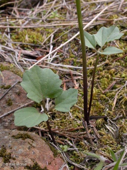 Cardamine di Nuttall 10