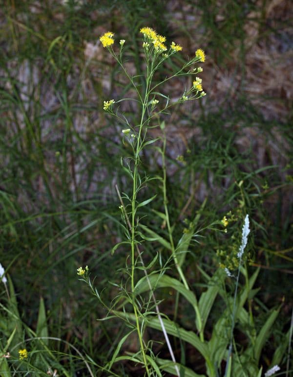 Solidago occidentale 10
