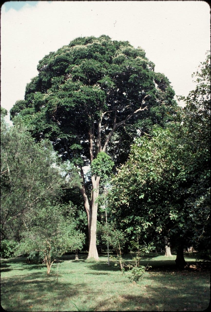 Copal dell'Africa Orientale