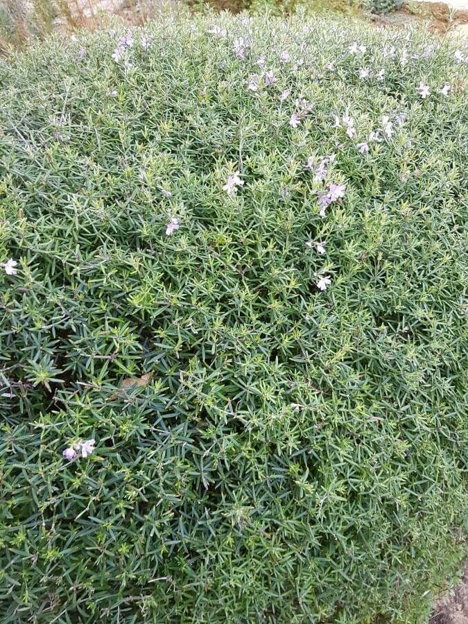 Westringia arbustiva 17