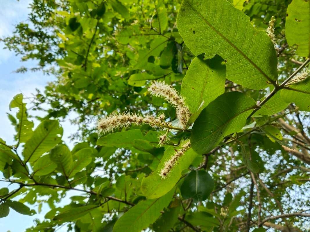 Terminalia arjuna 7