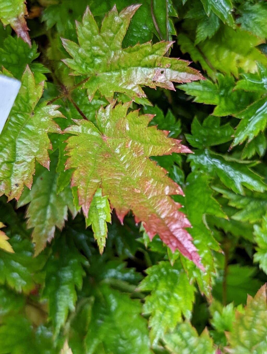 Astilbe 6