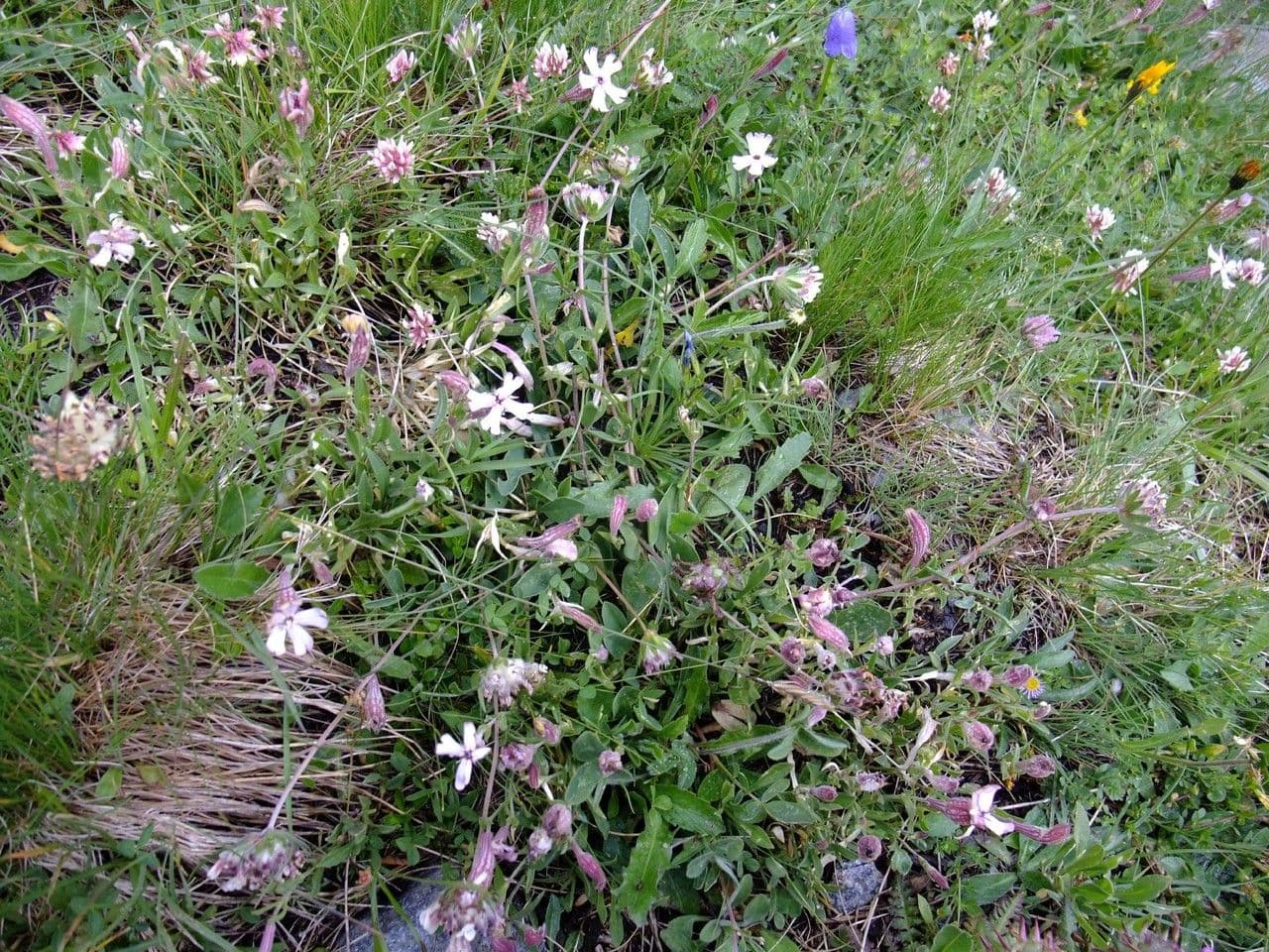 Walliser Leimkraut 12