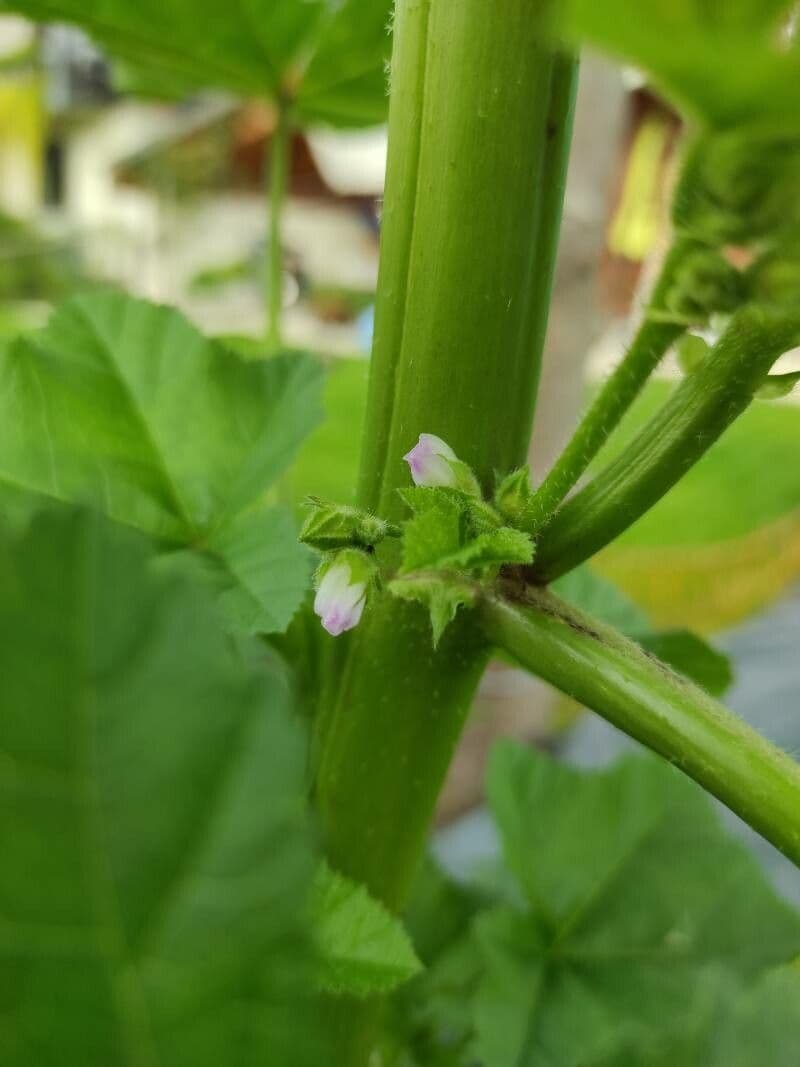 Malva verticillata 8