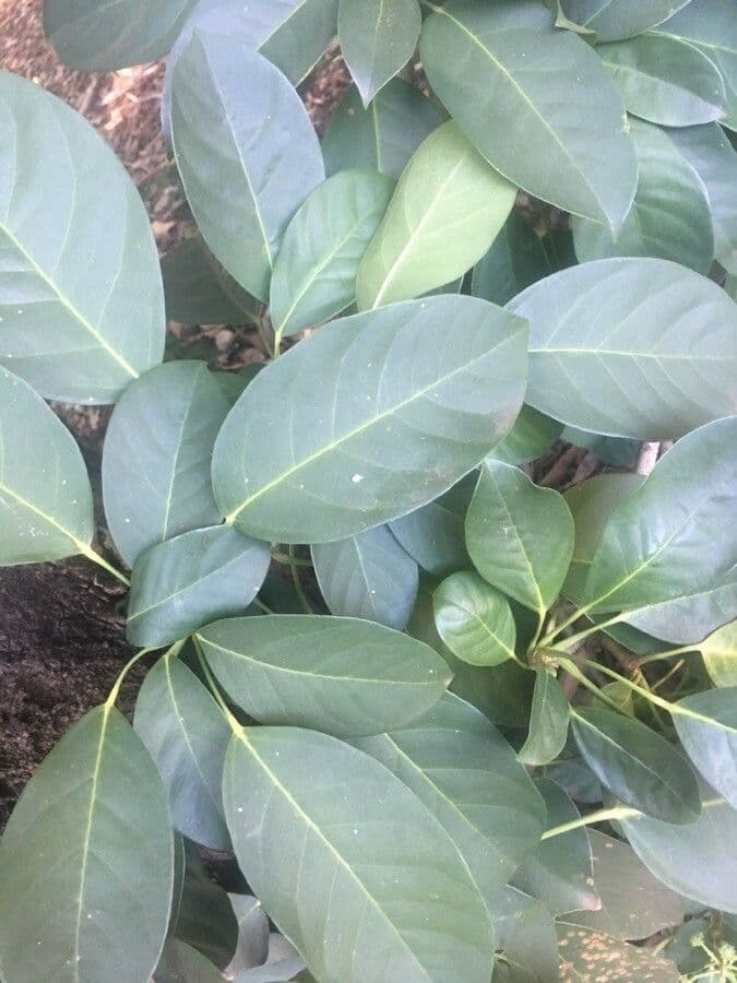 Dendropanax 10