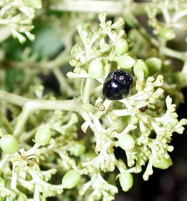 Palicourea 4