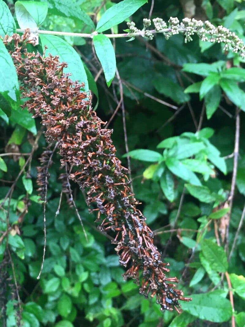 Buddleja di David 29