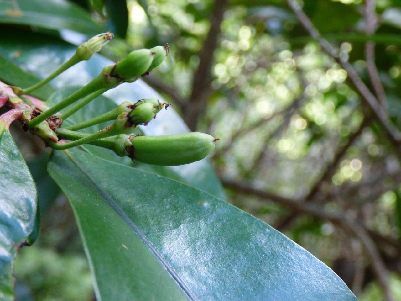 Erythroxylum