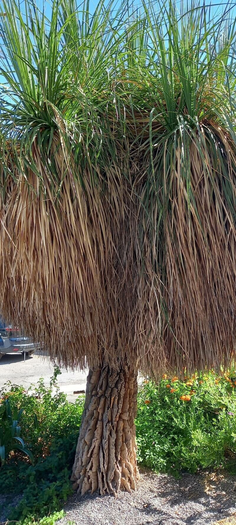 Xanthorrhoea 14