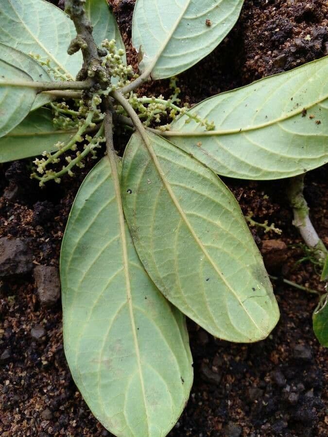 Tetrorchidium 3