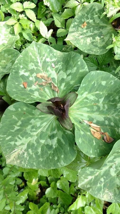 Trillium cuneatum 2