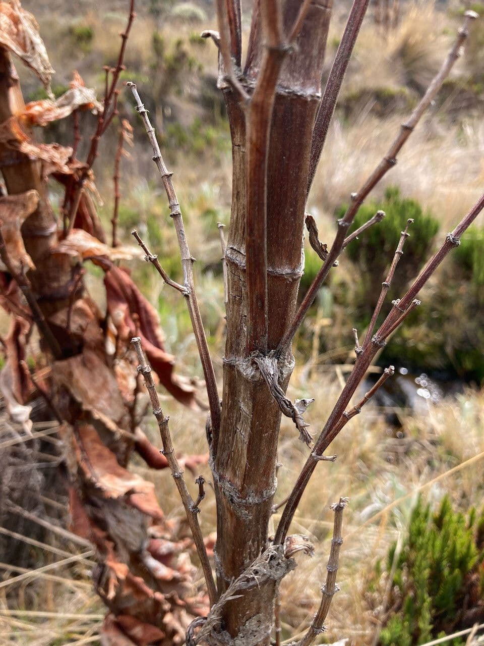 Rumex 17