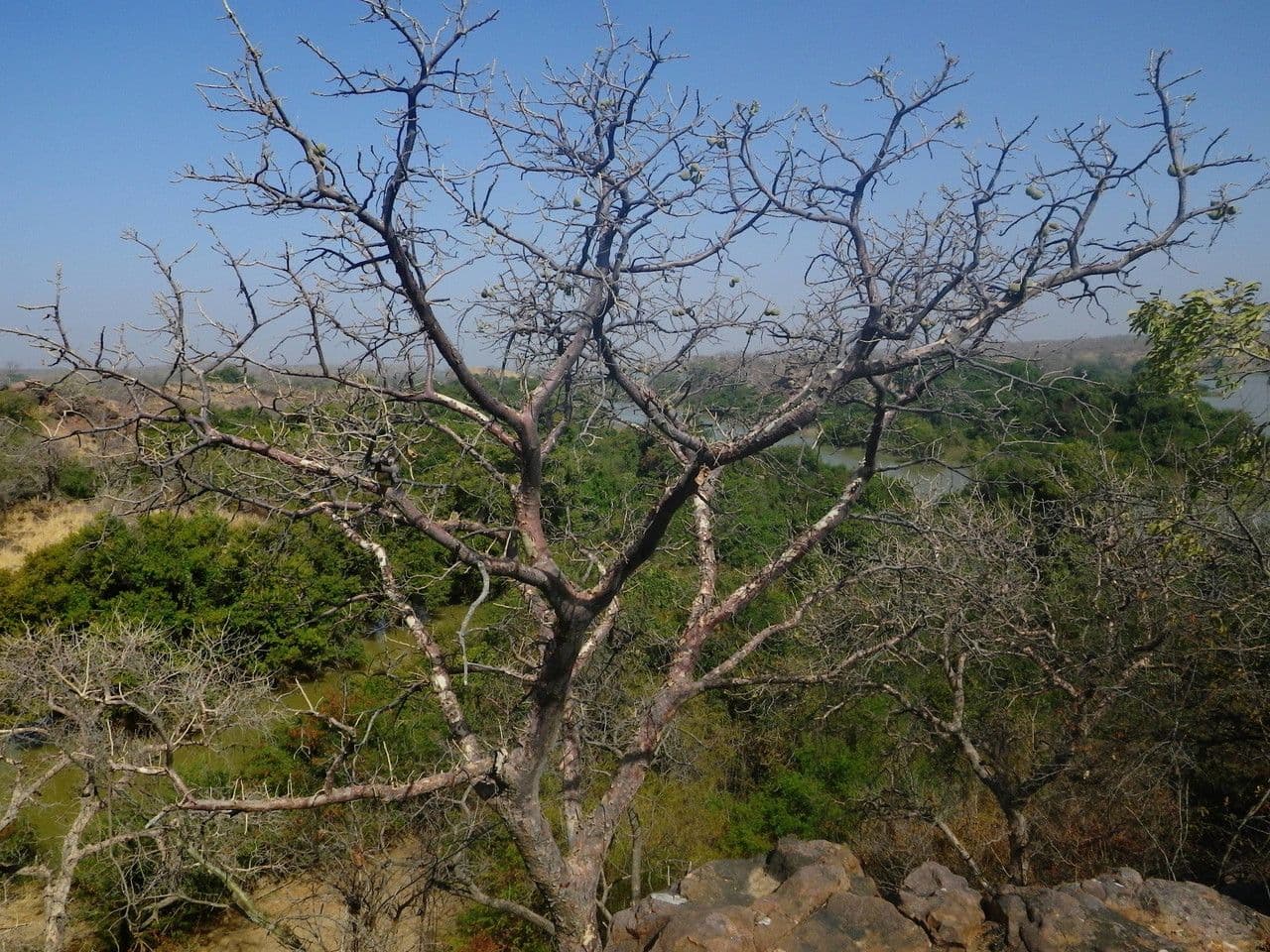 Sterculia 6