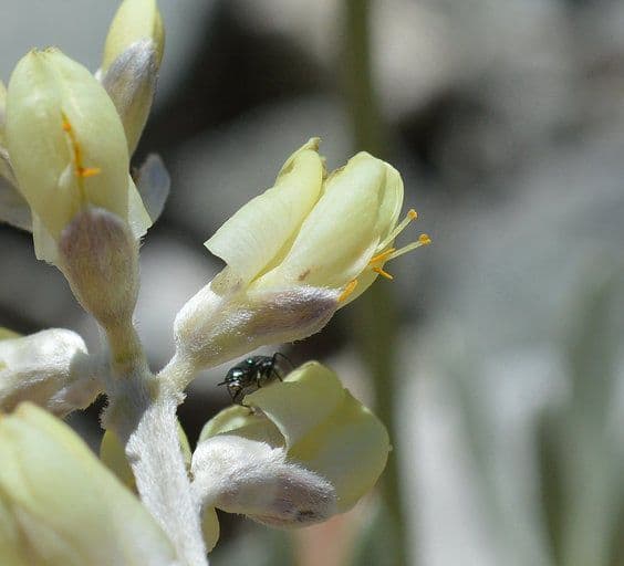 Langblättrige Lupine 4