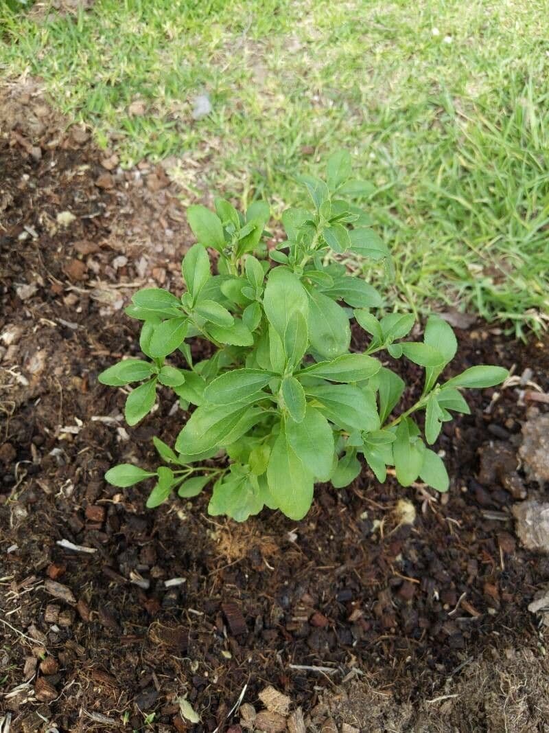 Stevia 13
