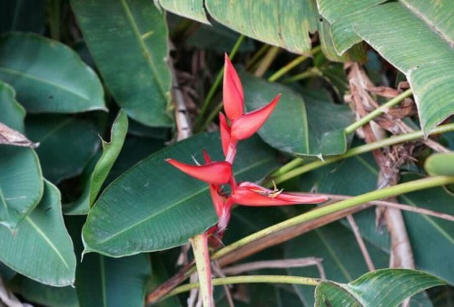 Heliconia 4
