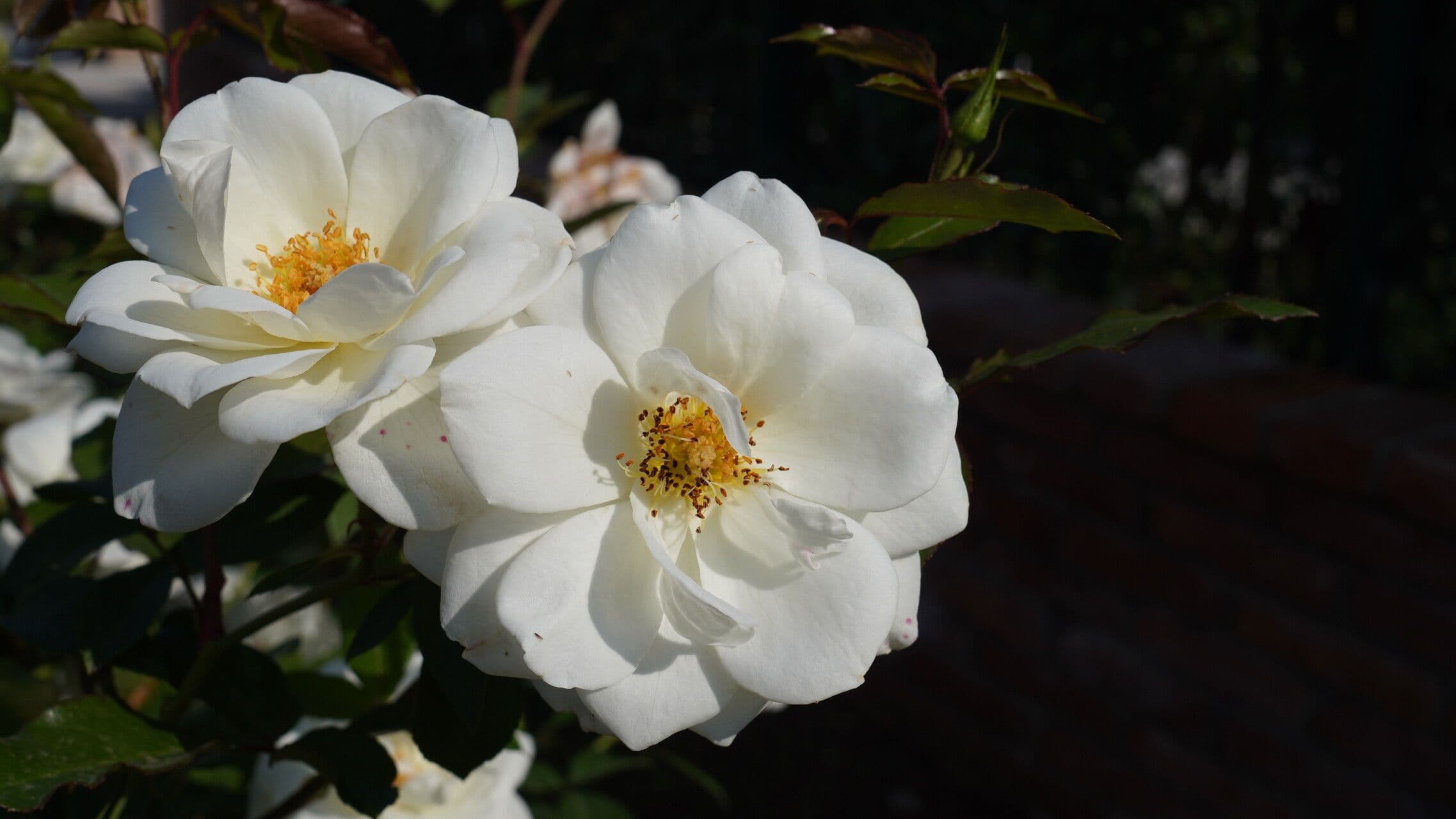 Rosa Cherokee 4