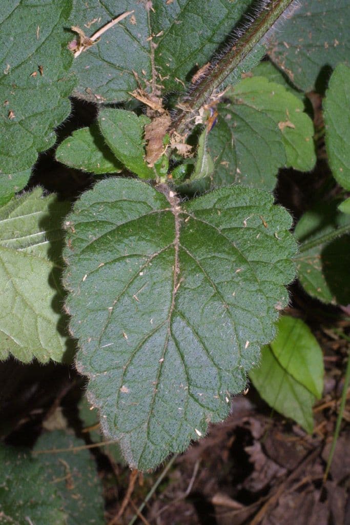 Scutellaria ovata 13