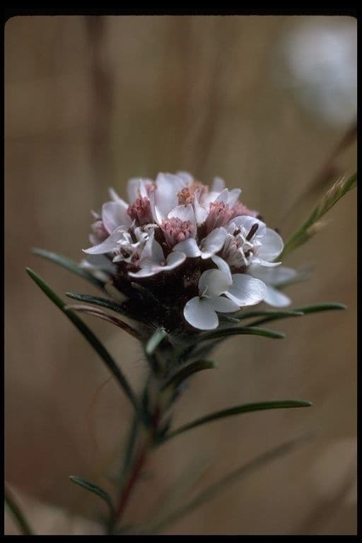 Calycadenia multiglandulosa 2
