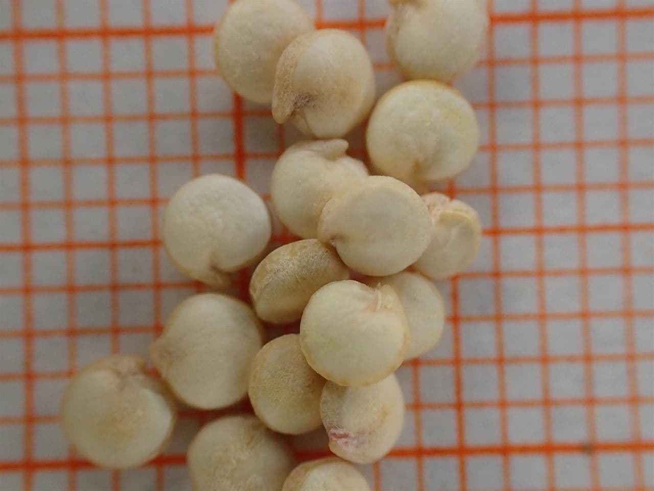 Quinoa 26