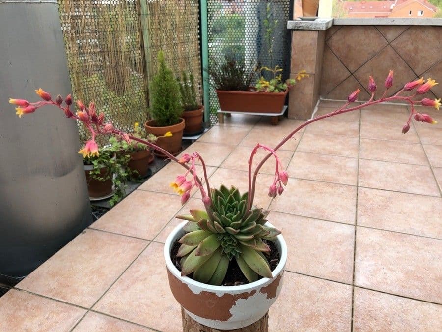 Echeveria 5