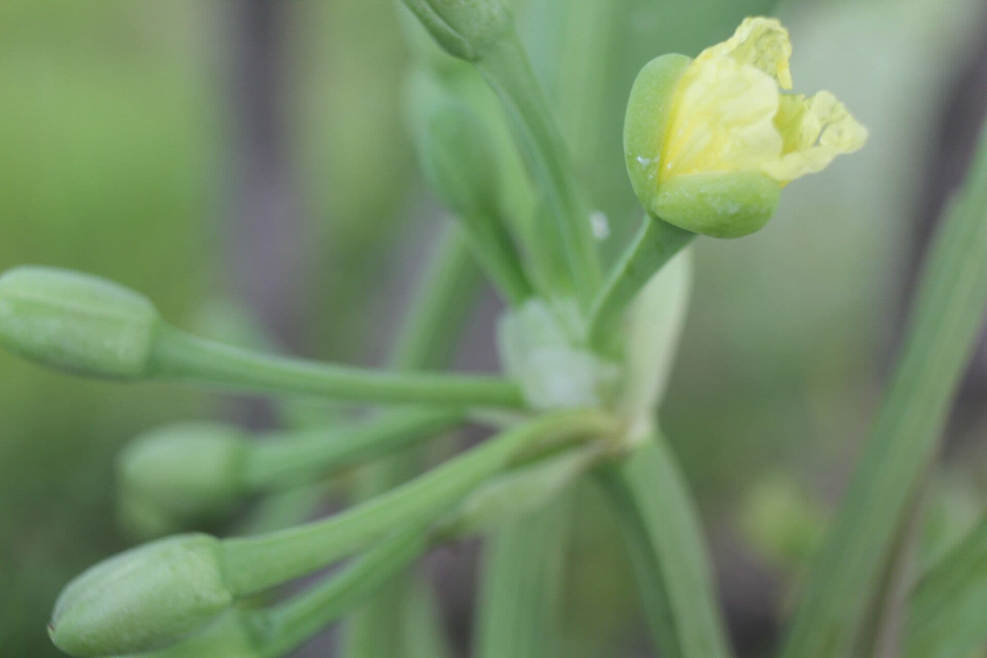 Limnocharis 5