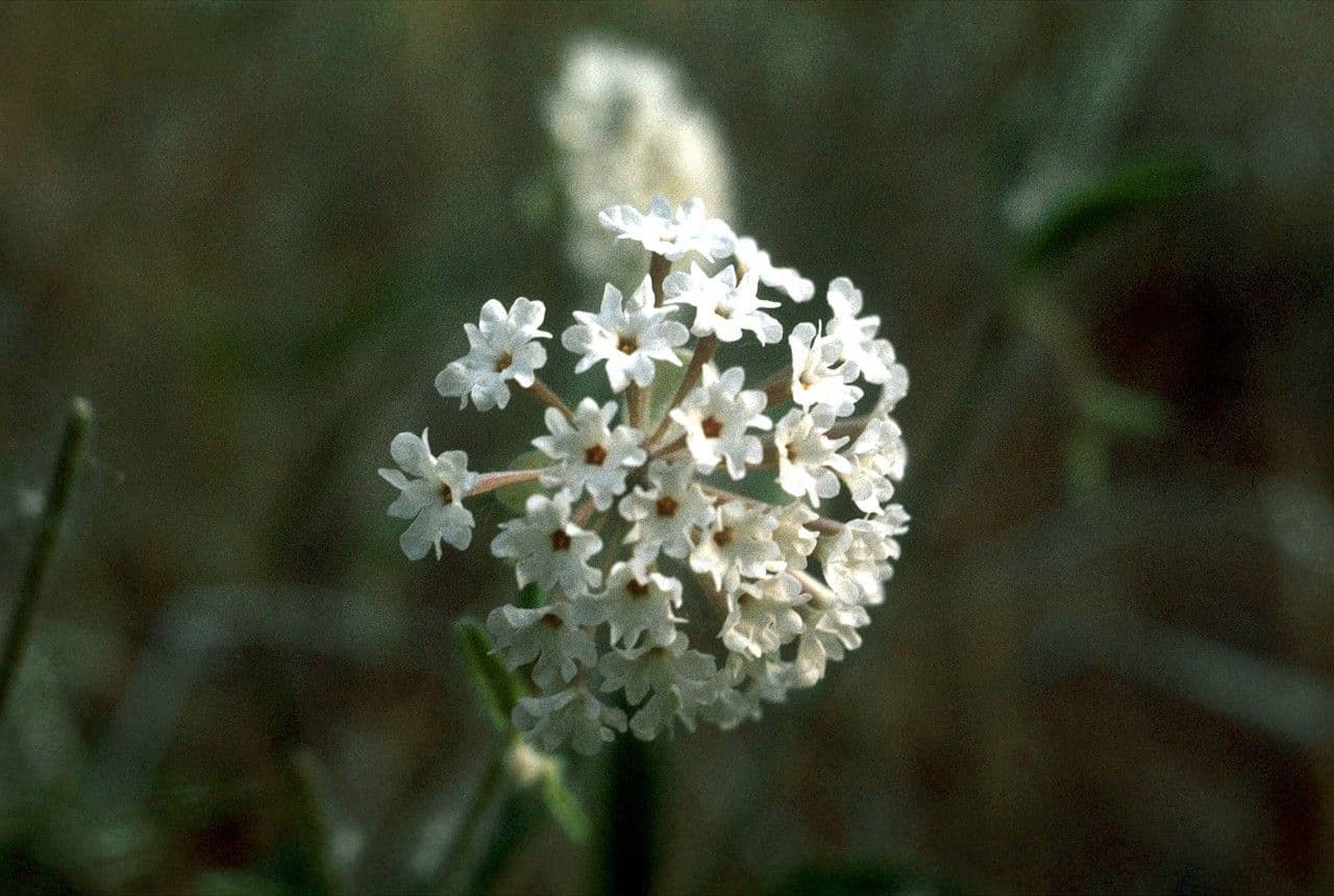 Abronia fragrante 5