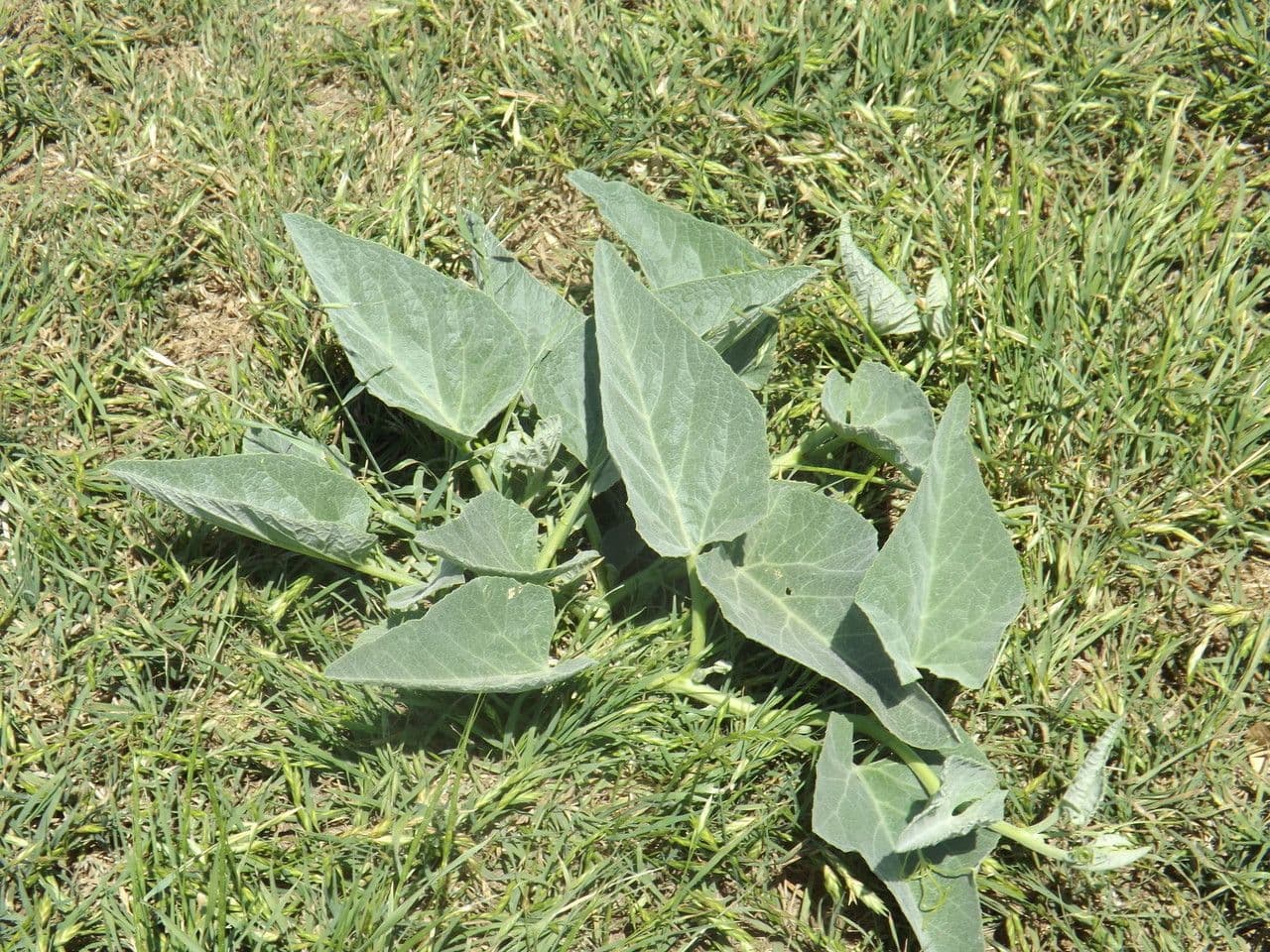 Zucca fetida 14