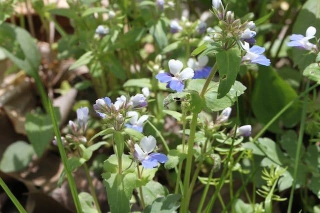 Collinsia primaverile 7