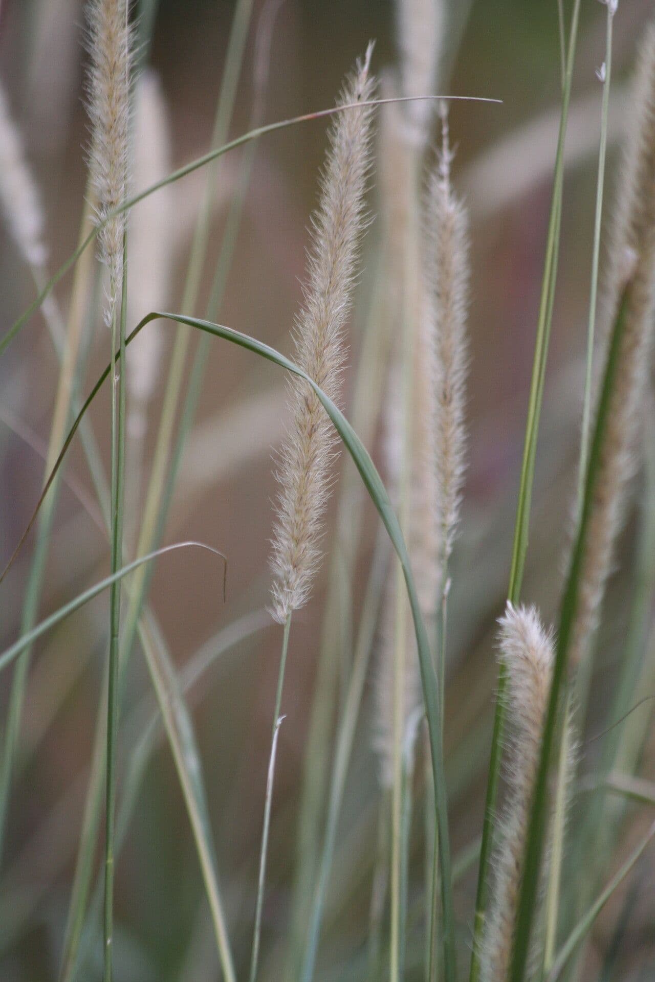 Erba piuma africana