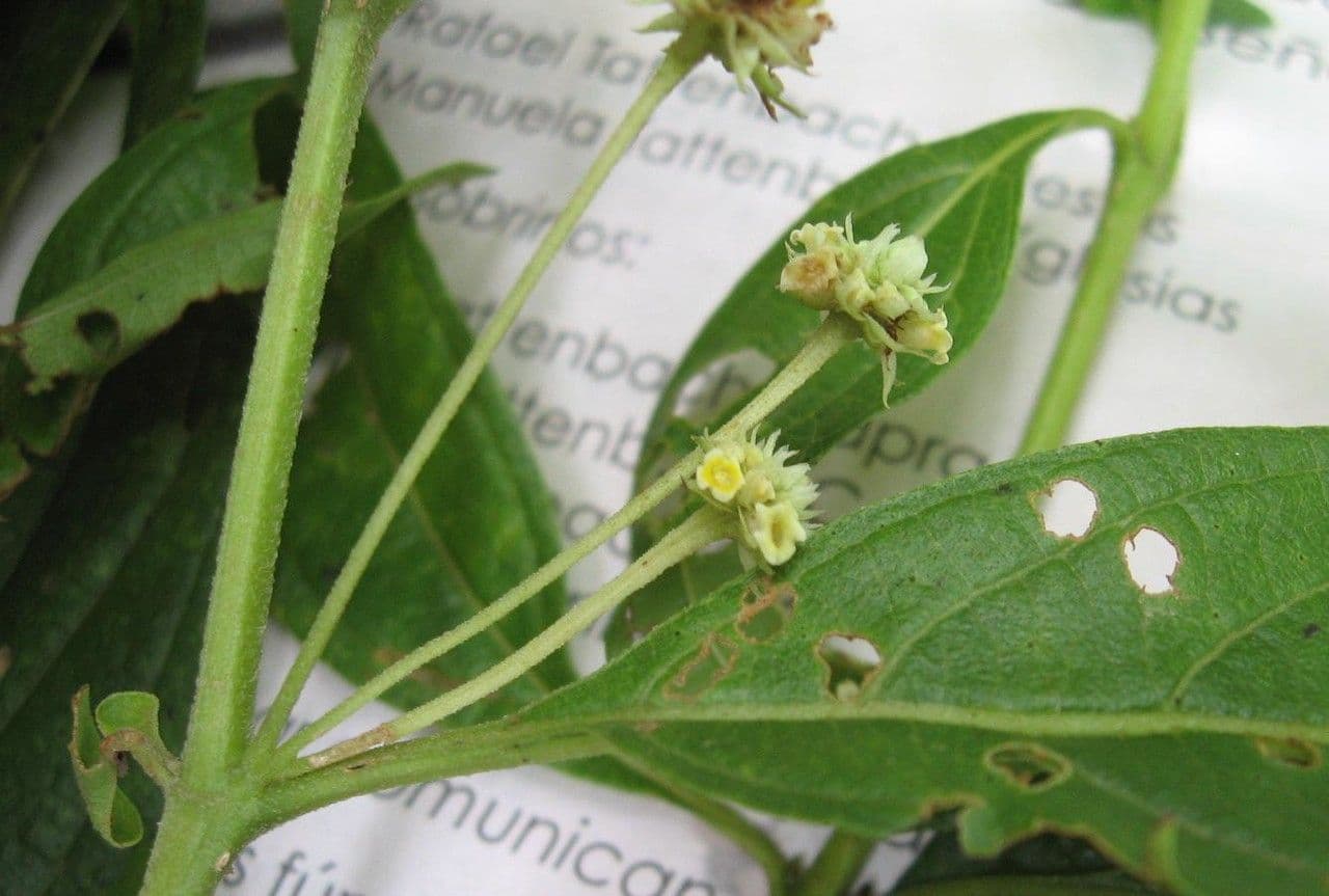 Lippia myriocephala 5
