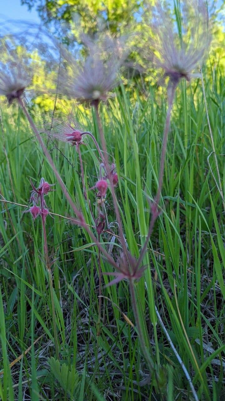 Geum triflorum 10