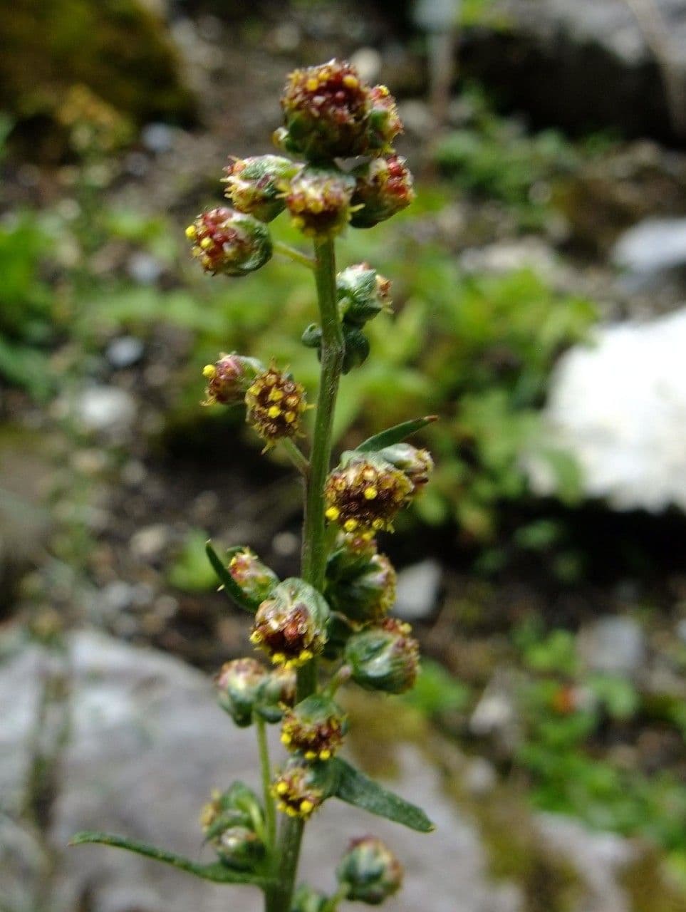 Field sagewort