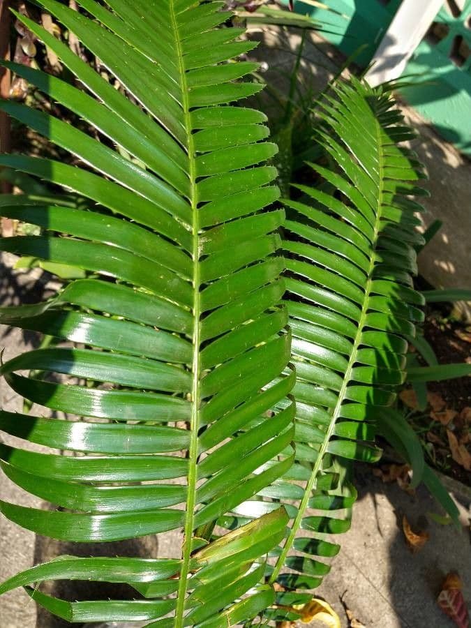 Dioon 11