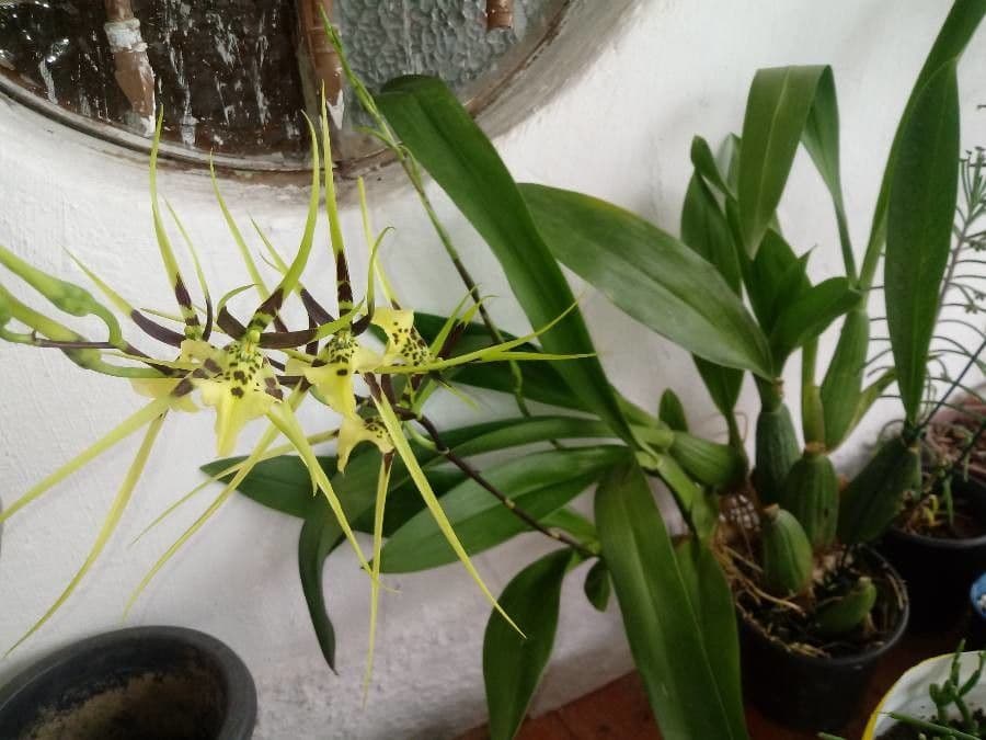 Brassia 12