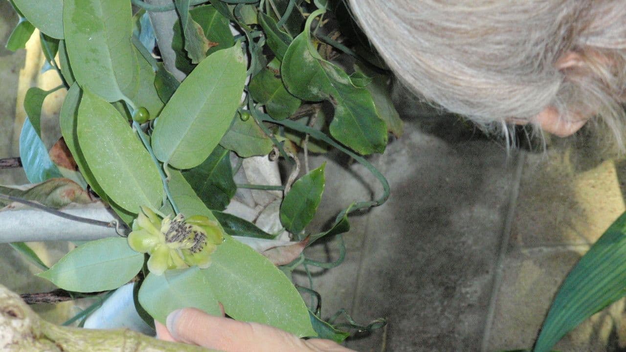 Austrobaileya 9