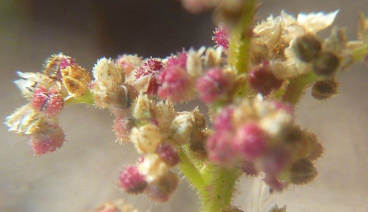 Chenopodio 6